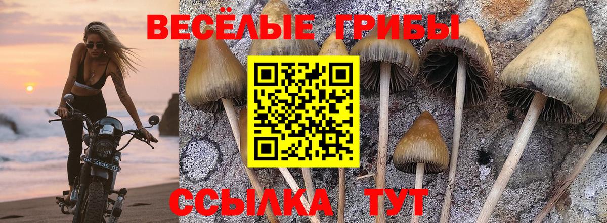Галлюциногенные грибы прущие грибы Карачаевск