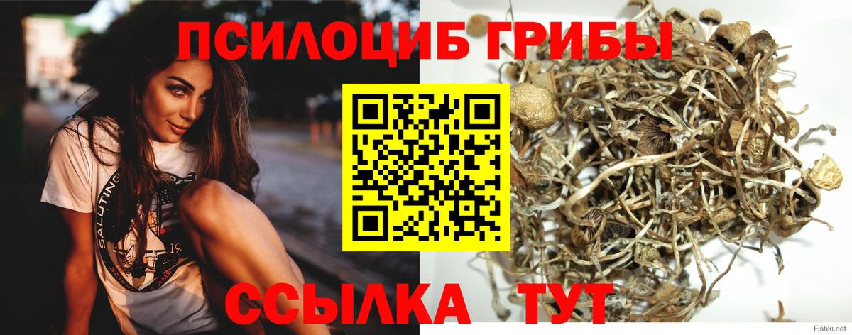 Галлюциногенные грибы мицелий  Вход с VPN  Карачаевск  Галлюциногенные грибы Psilocybe 